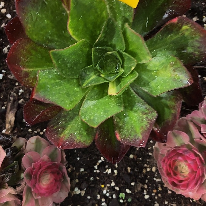 多肉植物福利457