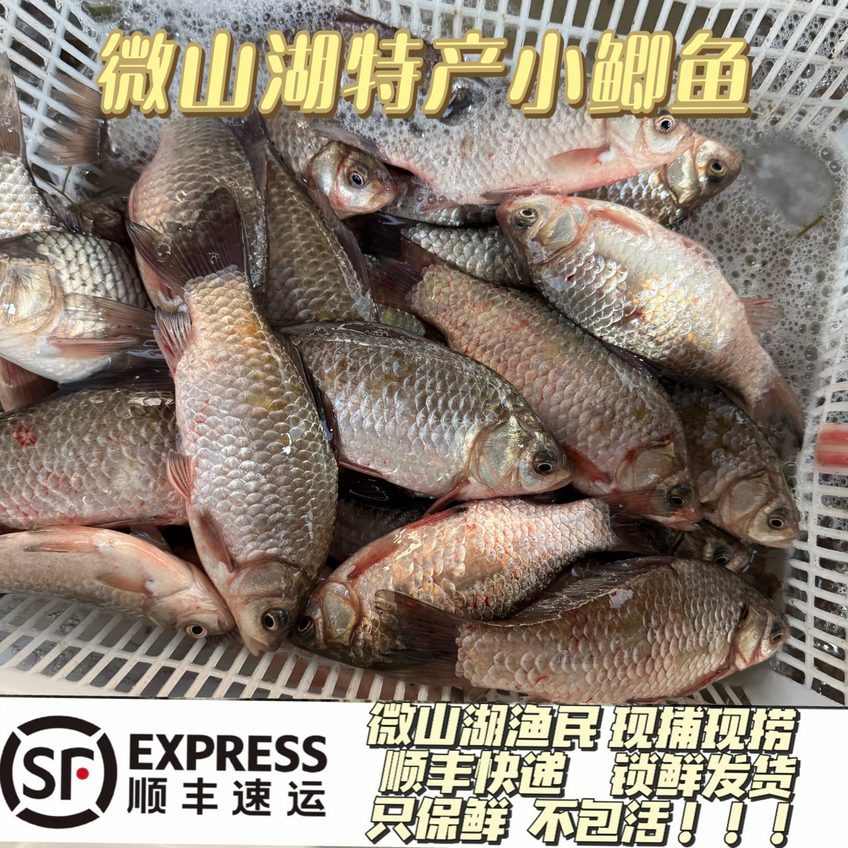 微山湖野生鲫鱼老渔民捕捞新鲜湖鱼淡水鱼鲫鱼顺丰锁鲜保鲜不包活