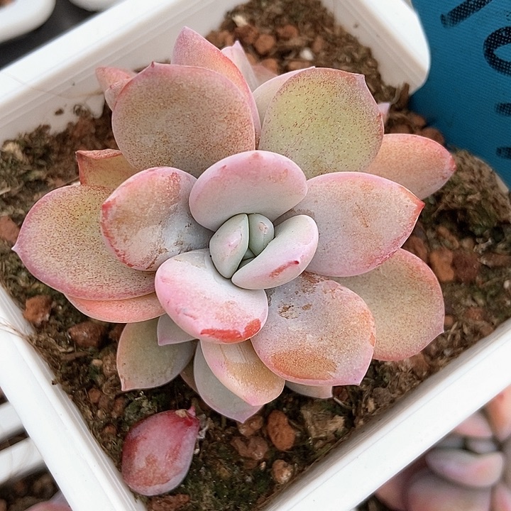 多肉植物奶茶a 094