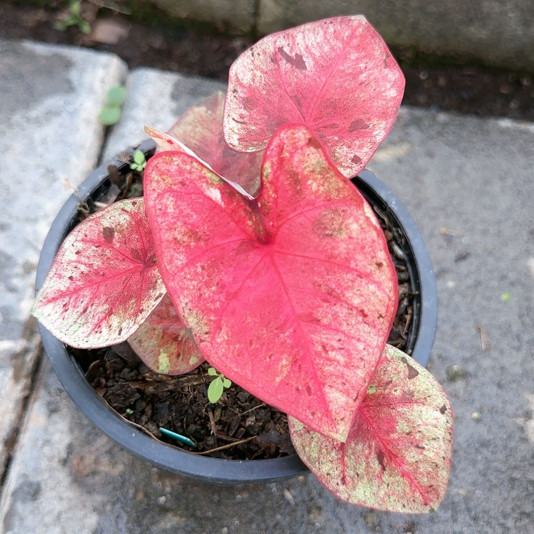 泰国彩叶芋52-0122 达摩变异