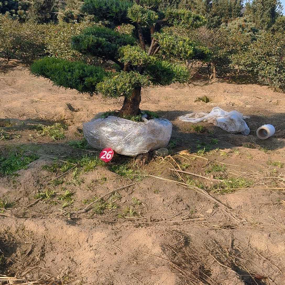 如***果完全开放罗汉松，基地发货