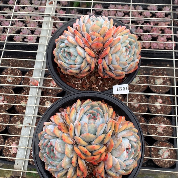 1359两个橙子嗯嗯嗯嗯嗯嗯好