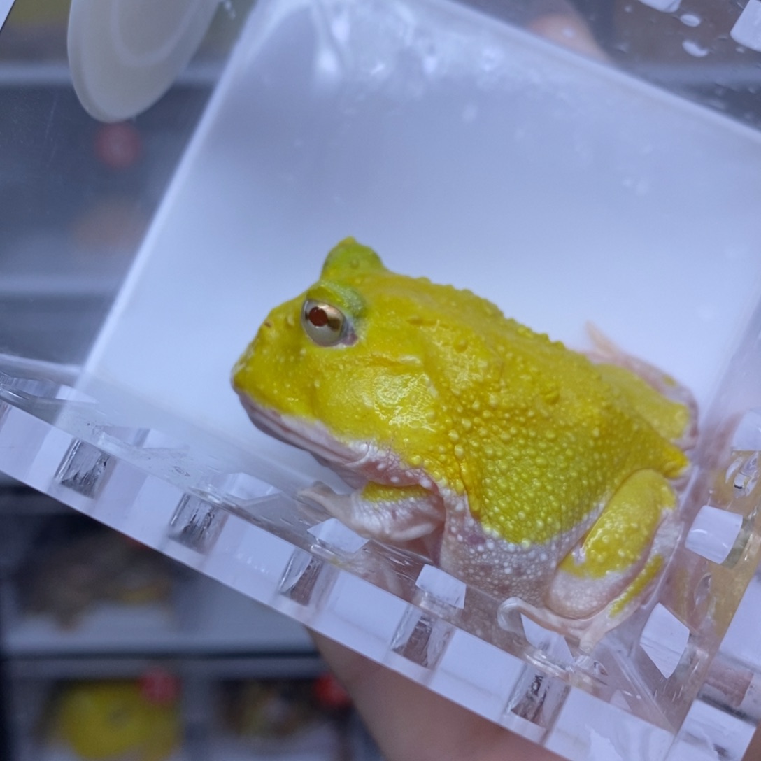 角蛙蛋黄白变5cm