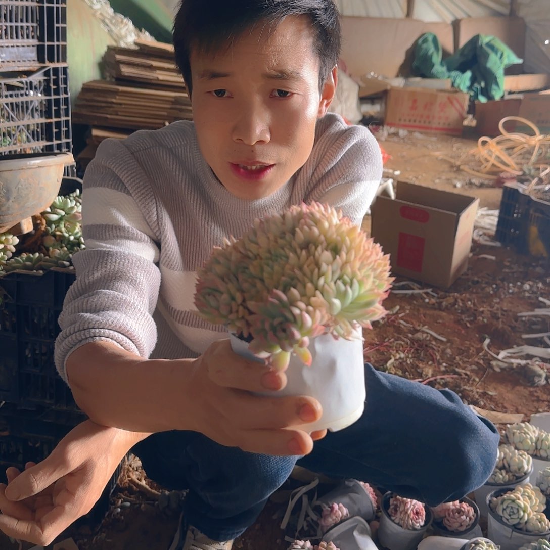 盆栽女雏锦多肉1颗