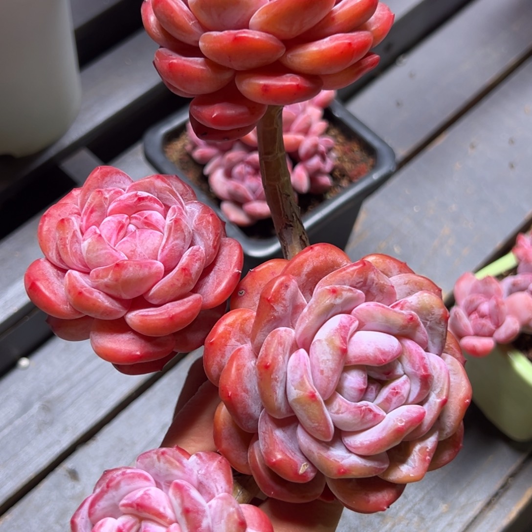 露养星影老桩多肉