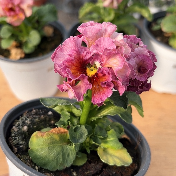 红陶抖音直播闪拍65