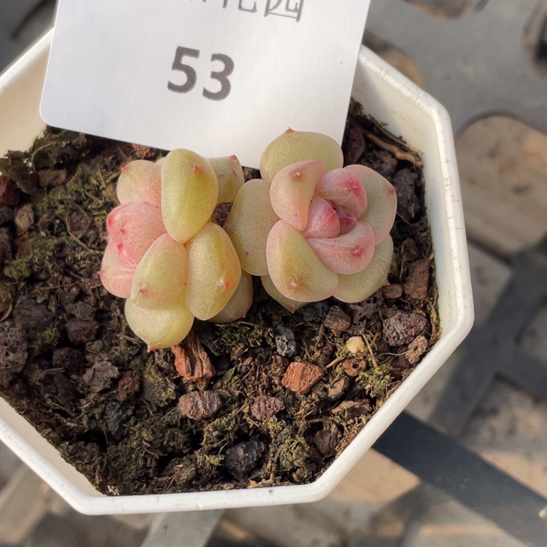 53号糖心冰心珍妮