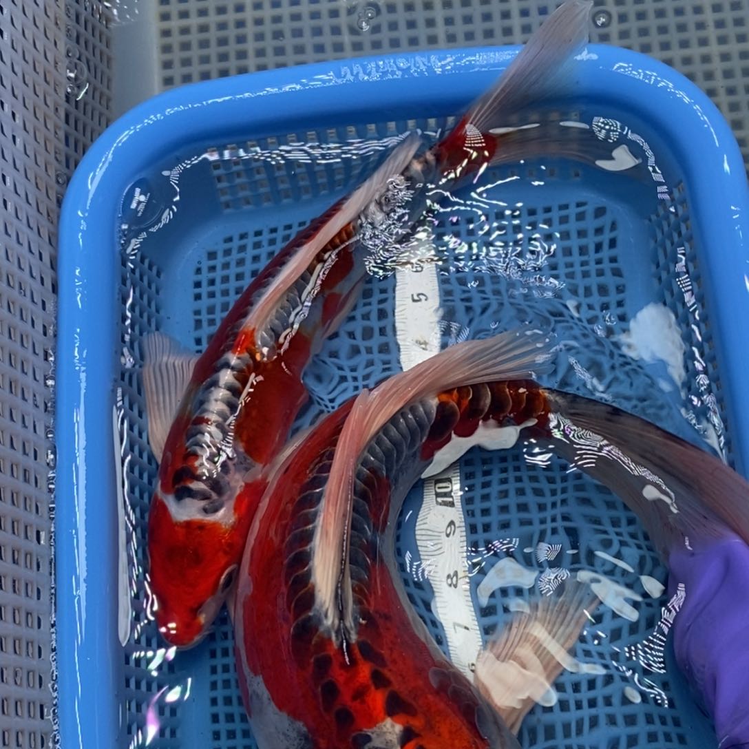 锦鲤冷水锦鲤包邮