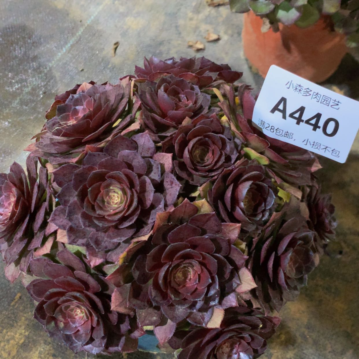 【闪购商品】（****糕440桃花石多肉