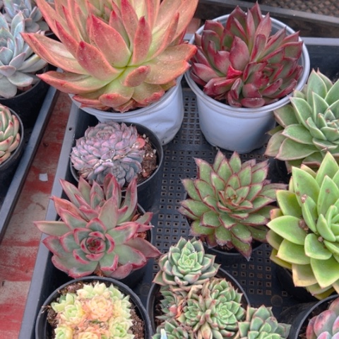 精品多肉10个组合