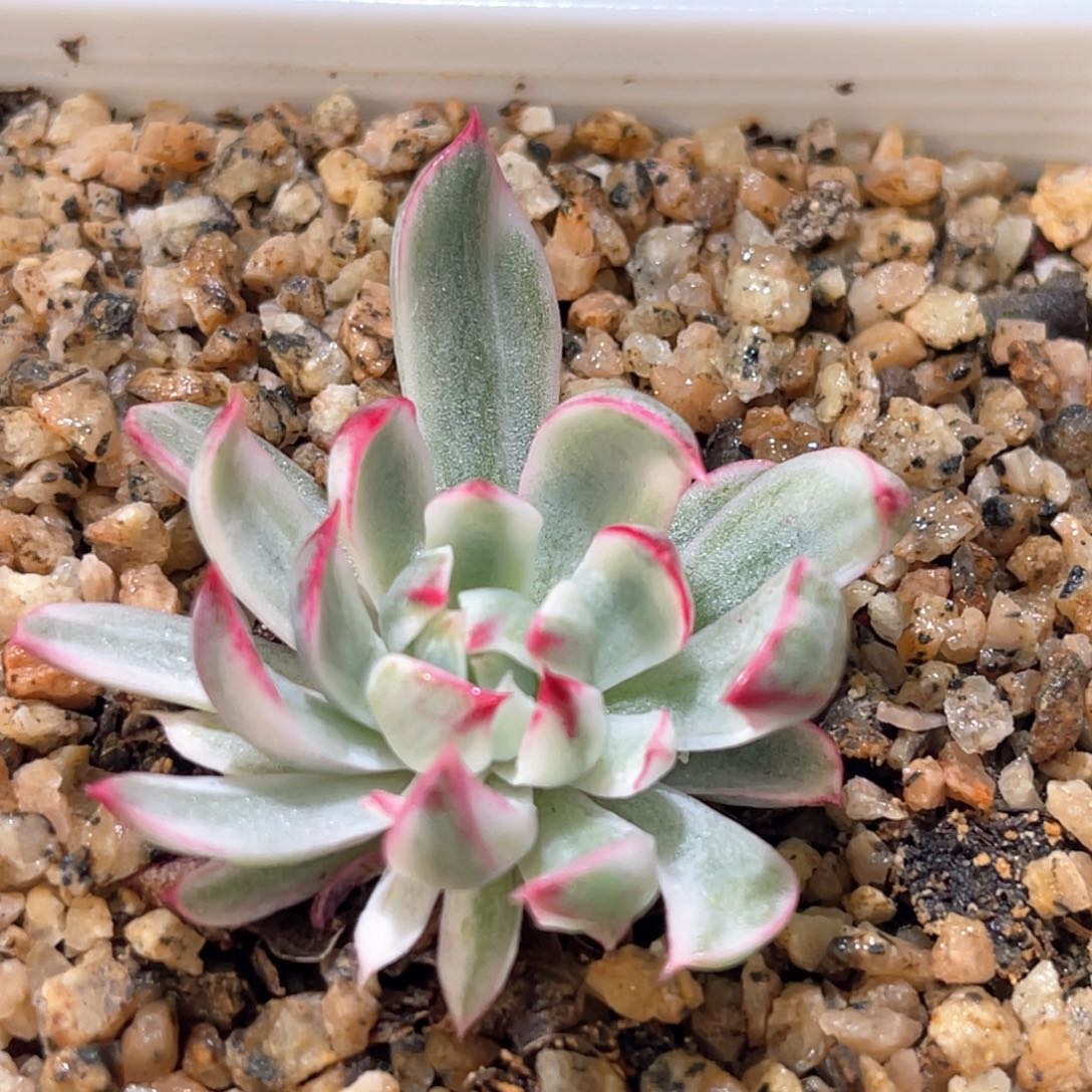 多肉特价No9锦宽锦