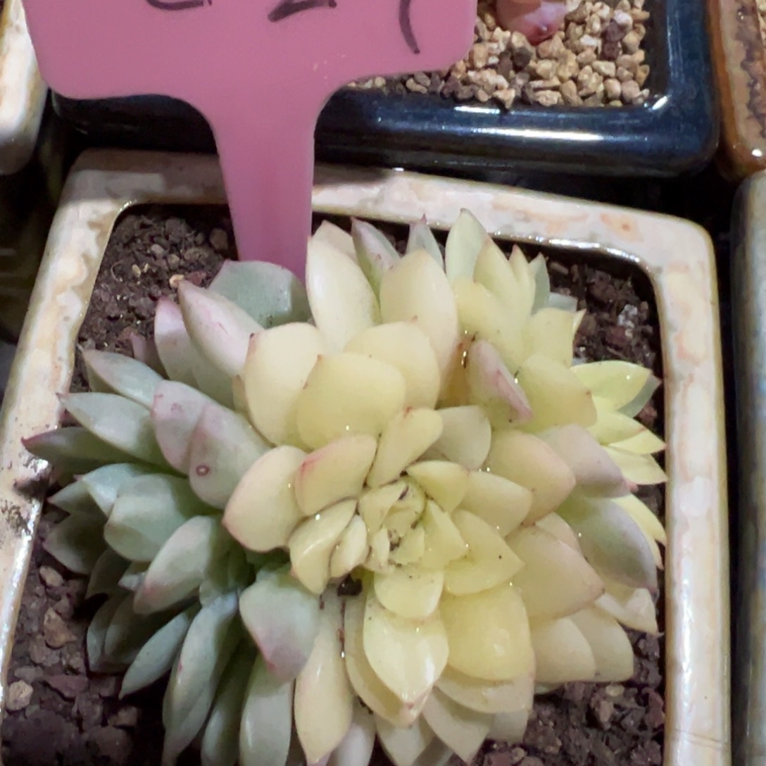 多肉植物一物一拍