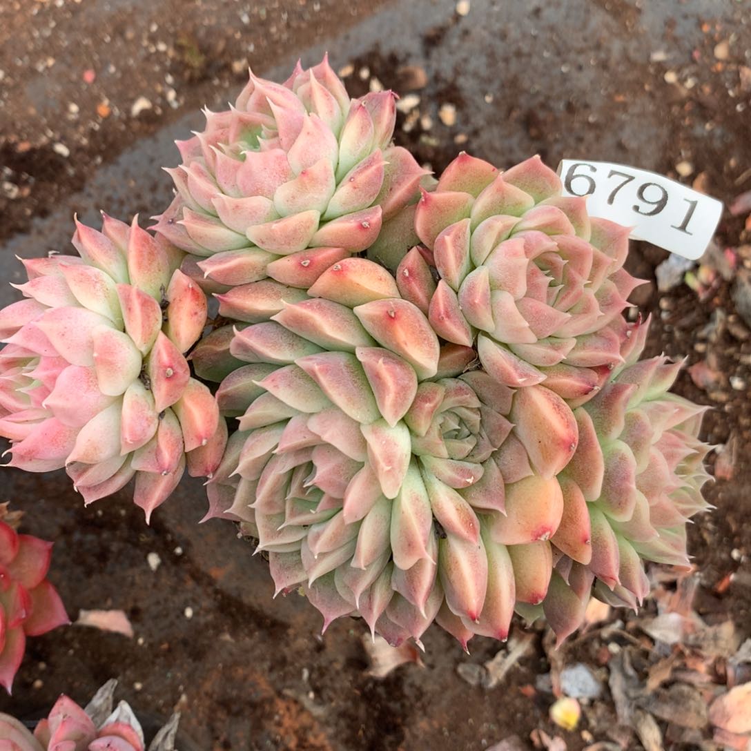 6791杂交精品基地14厘米