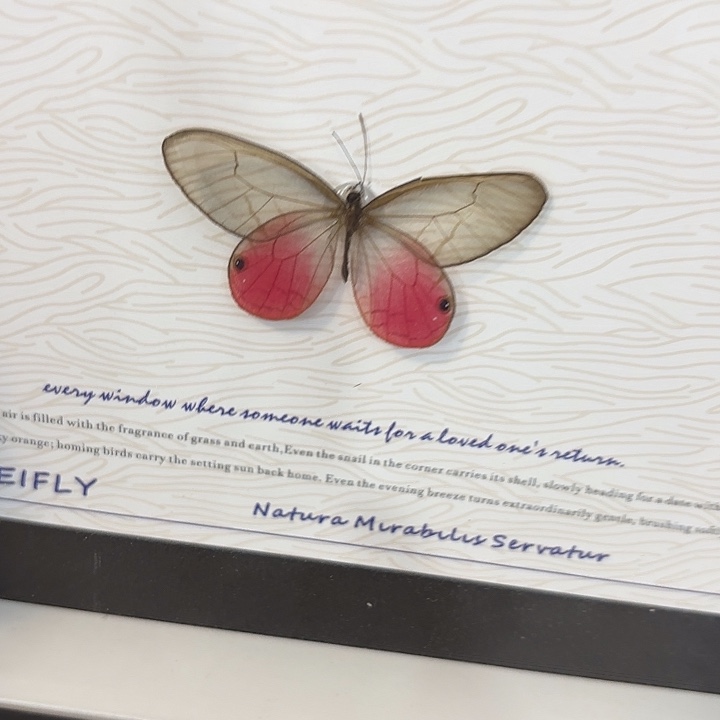 蓝****蝴蝶标本定制751@