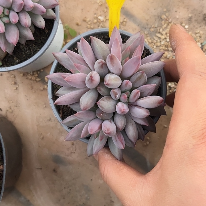 多肉植物虞美人群926