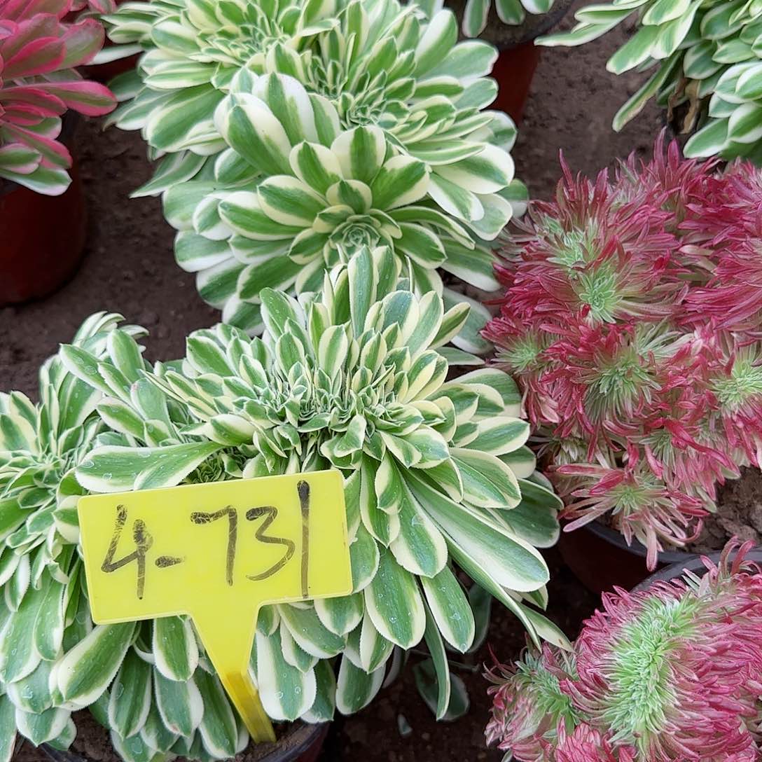 4-731---多头多肉植物