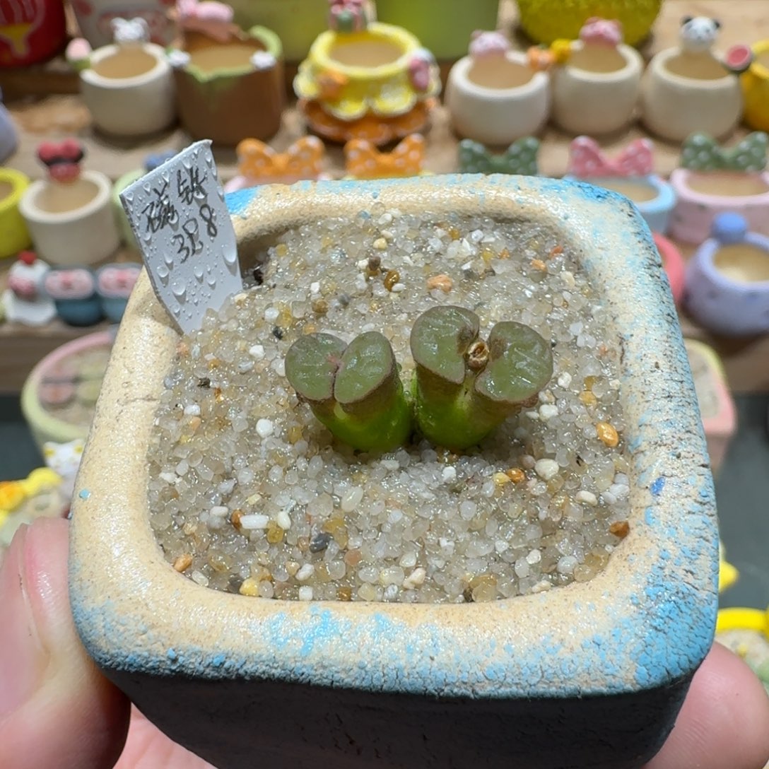 蘑菇1318磁铁多肉植物