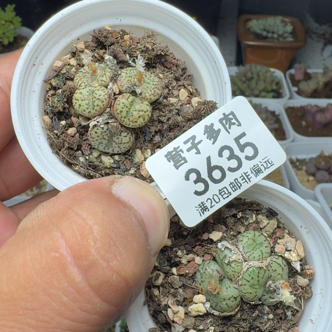 安贞两颗5头带盆土。               