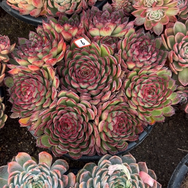 燕***2精品多肉植物老桩萤火虫