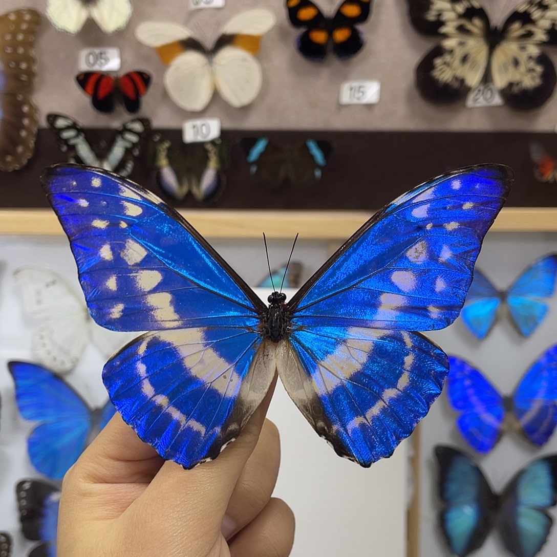 有机玻璃蝴蝶标本