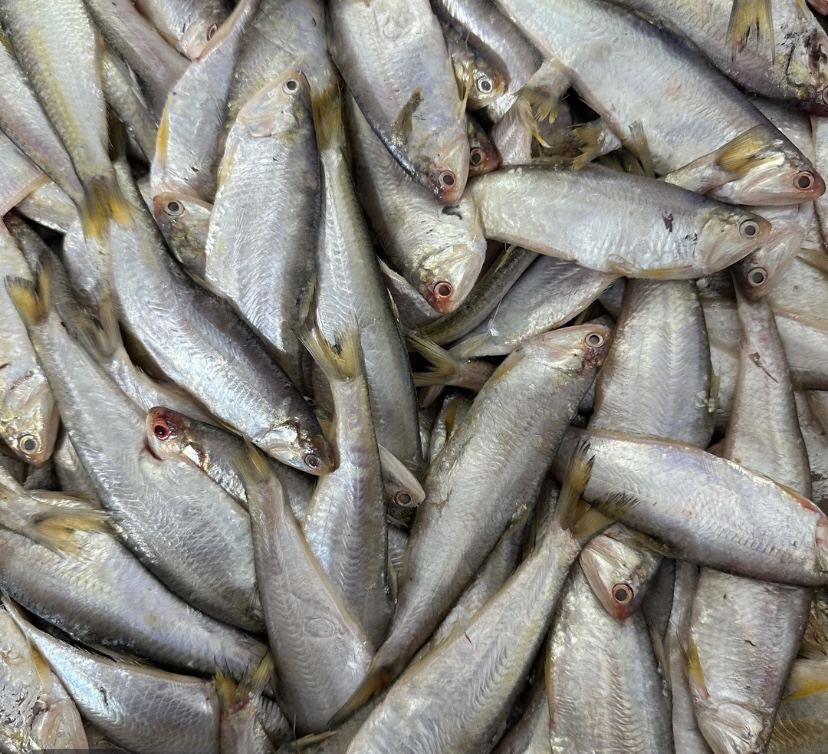 大连野生油扣鱼 马口鱼 净重4斤 顺丰包邮个头不大（嫌小勿拍）