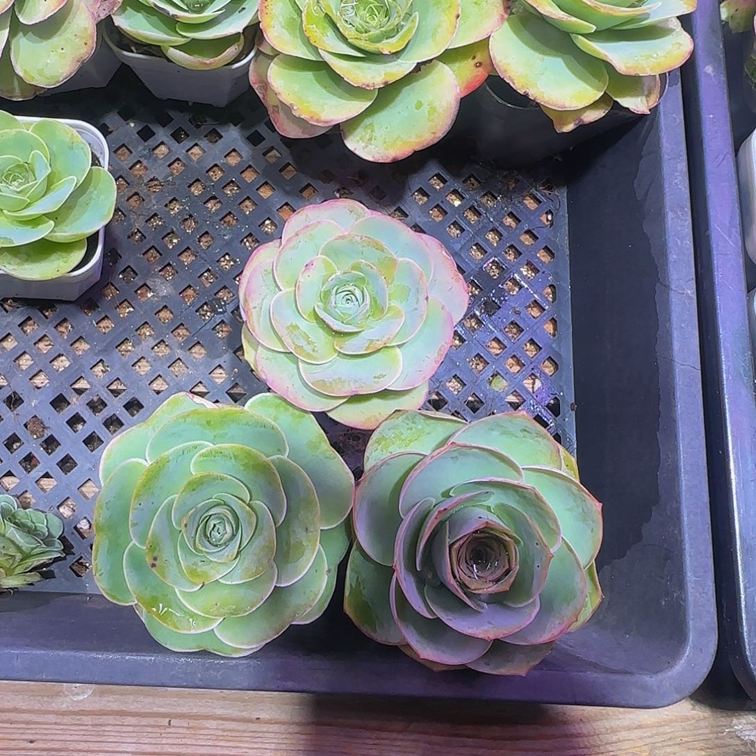 墨裟 夏语 璎珞 非偏远包邮玻璃心慎拍