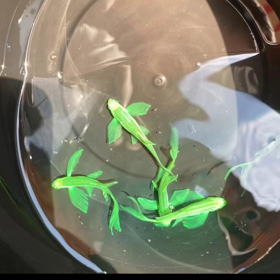 精品绿翡翠蝶翼长尾斑马不挑水温小型热带淡水观赏鱼好养适合混养