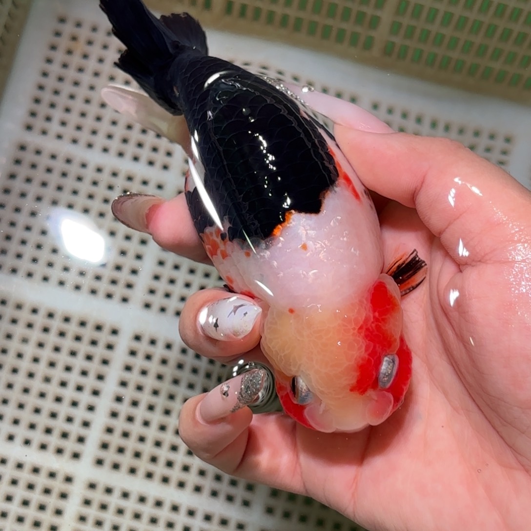 花***英金鱼拍包装包邮，不拍包装运费到付