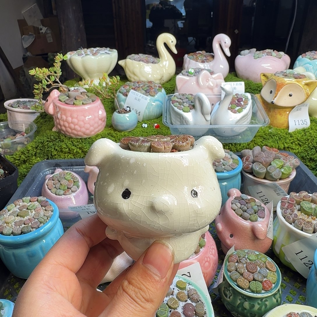 多肉植物的生长发育1146