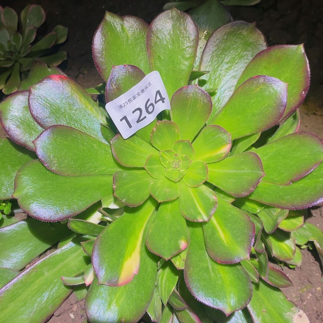 1264韶秀七彩多肉植物
