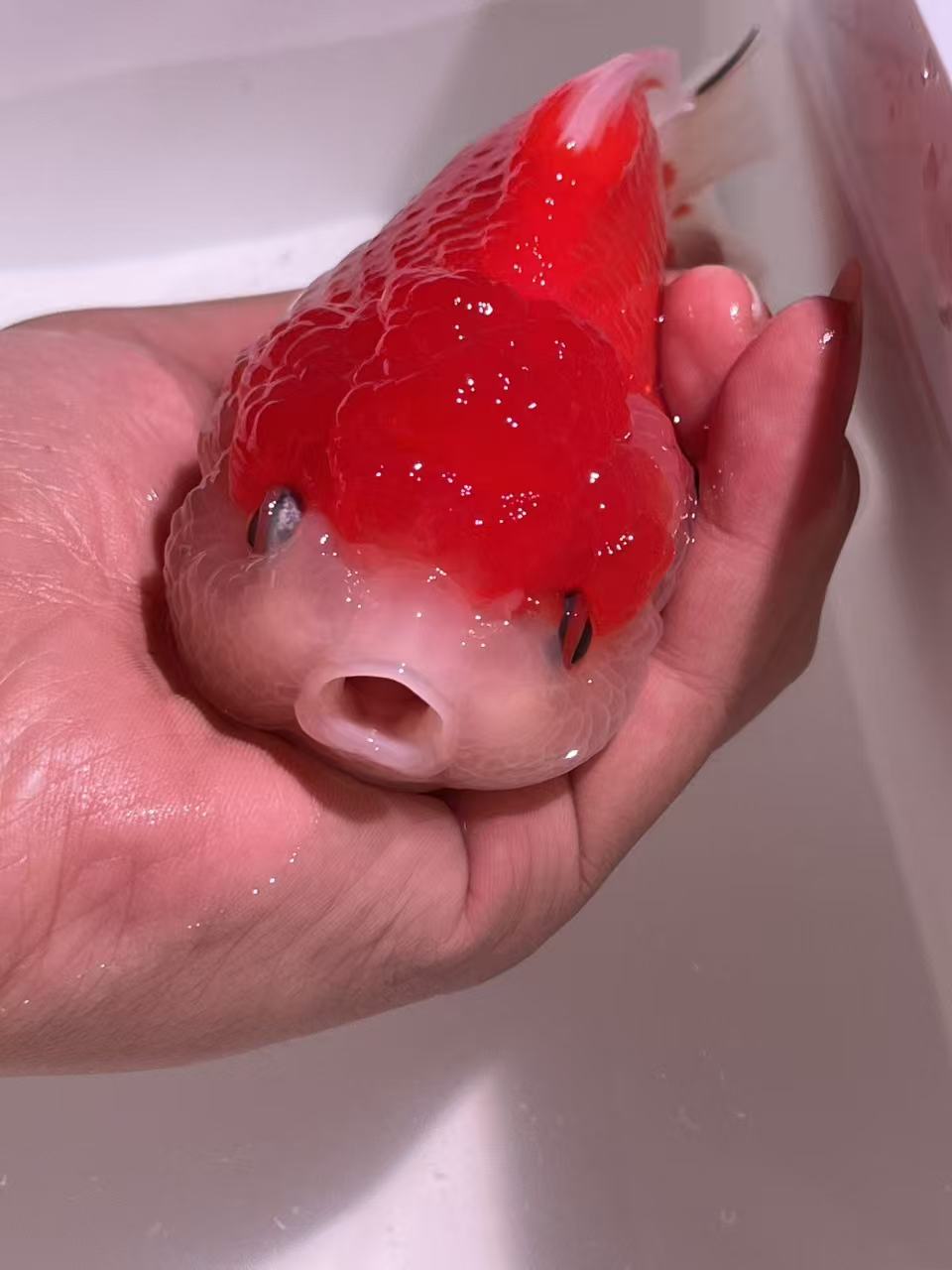 盲盒超萌活体玛丽元宝冷水观赏鱼京东包邮到家