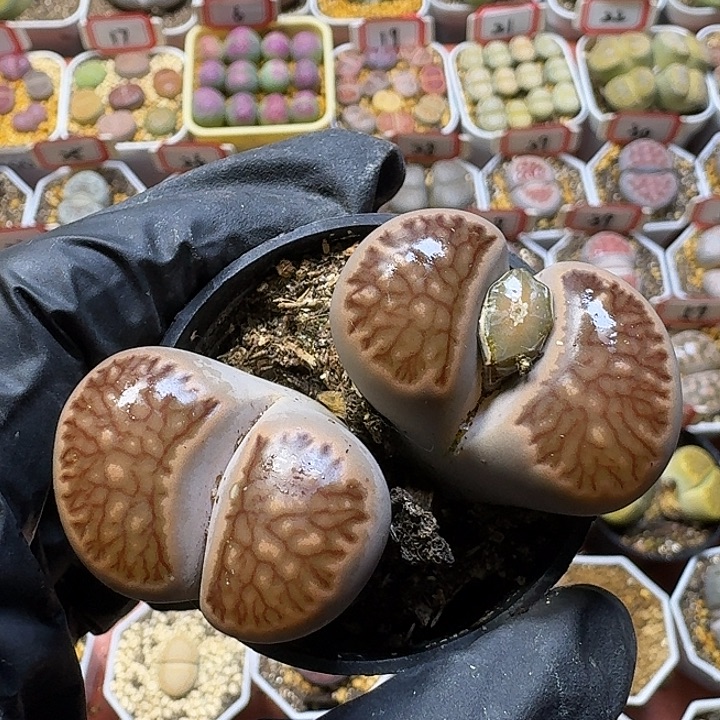那***月生石花11111122。    170
