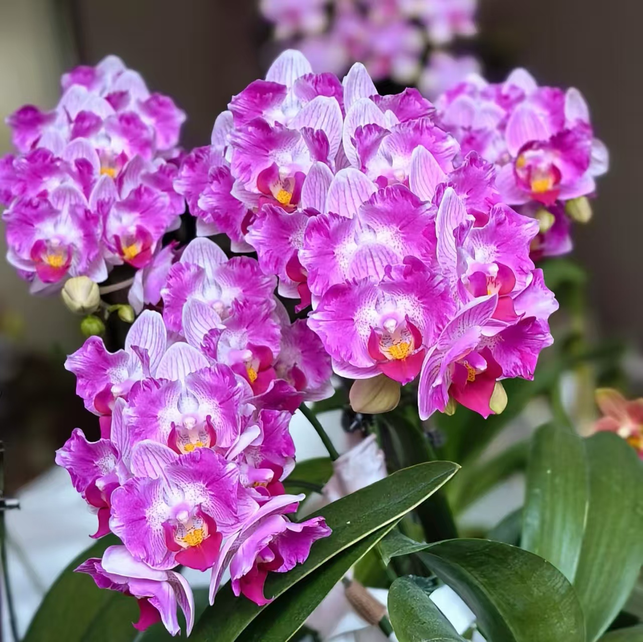 【风铃】3.0寸出剑苗根系不错包对版