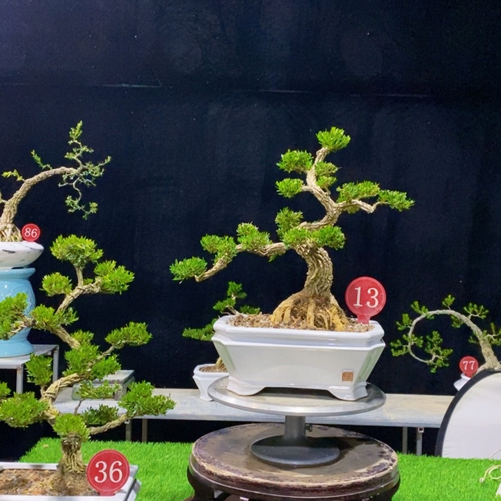 无花朵V**v广东皱皮