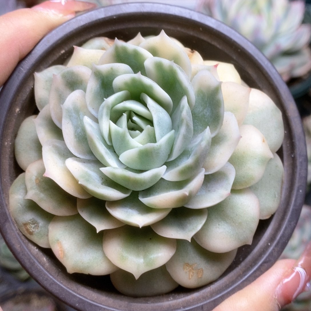 160锦锦锦锦锦锦锦