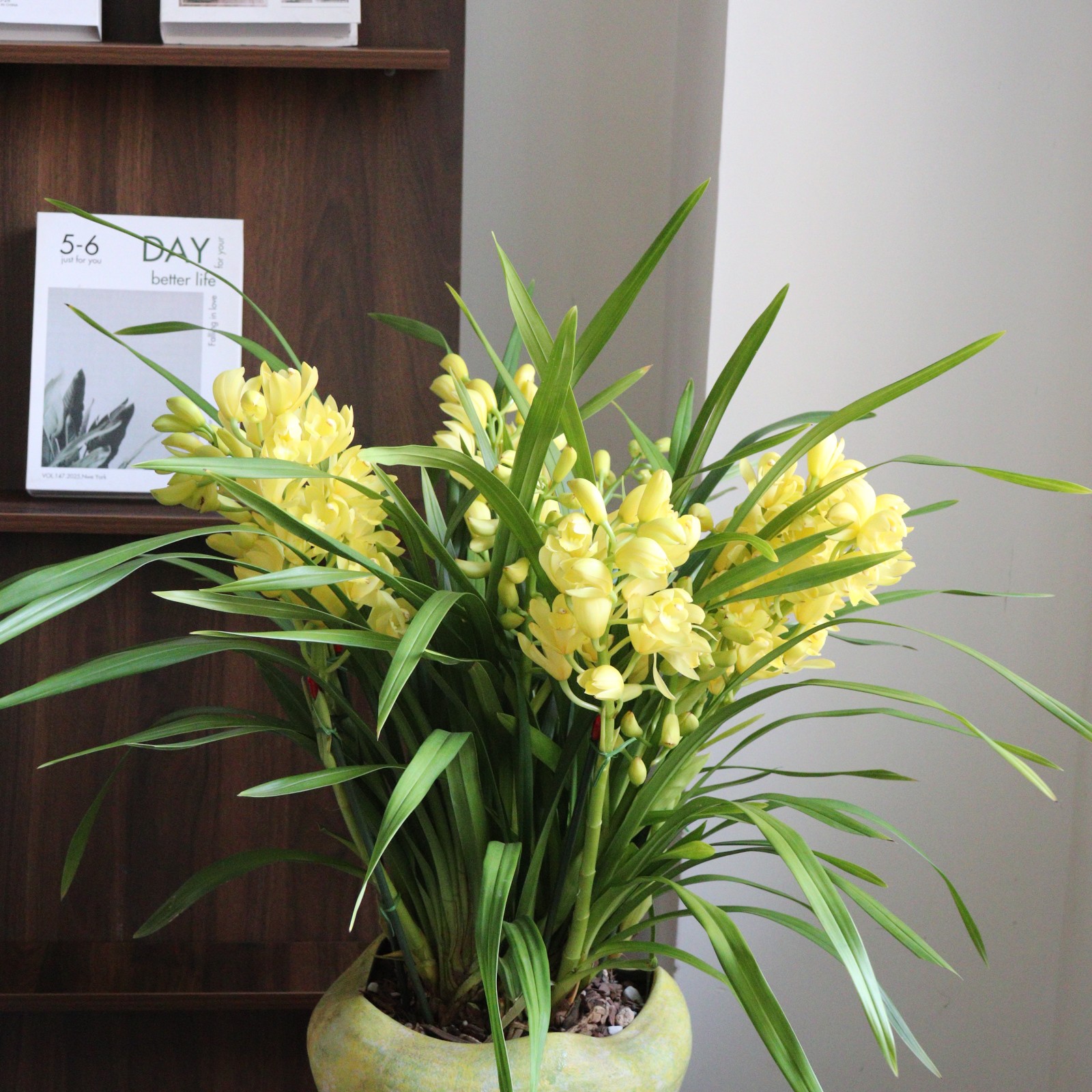 金皇后大花蕙兰10箭以上