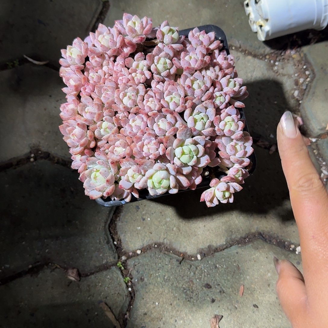 小桃红多肉植物惊奇