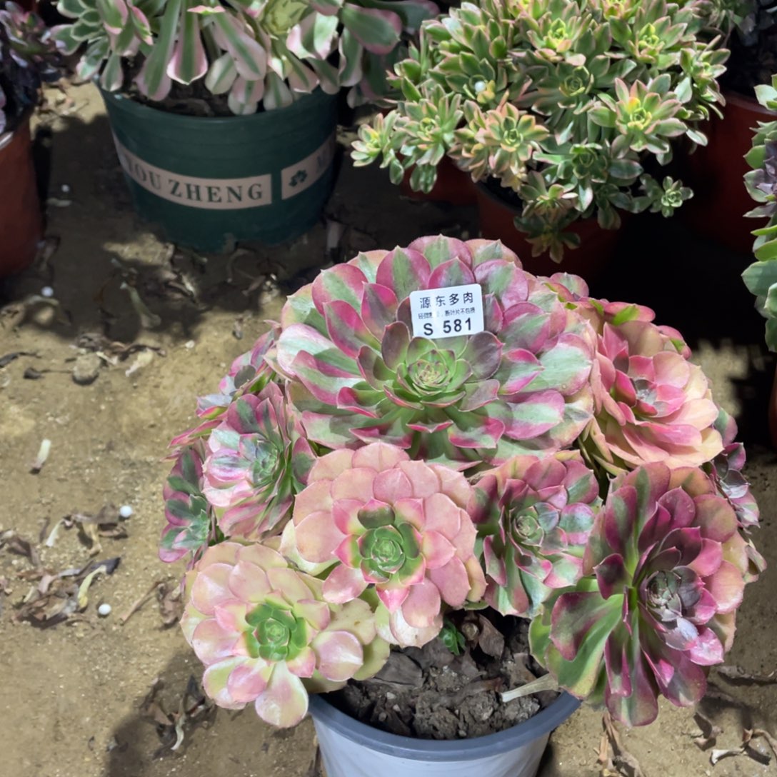 581雨荷多肉法师断枝不包