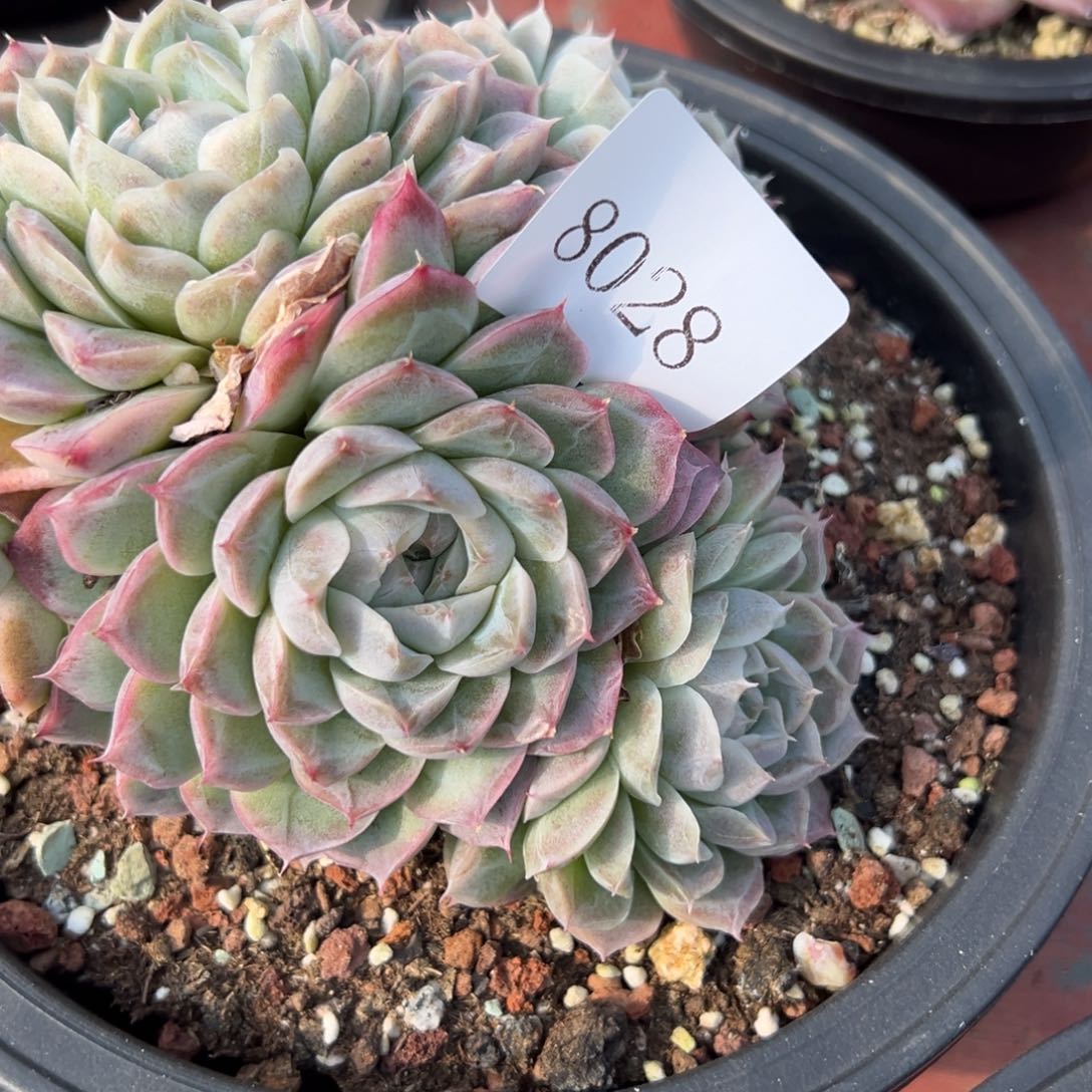 米*丫8028多多肉啊多肉