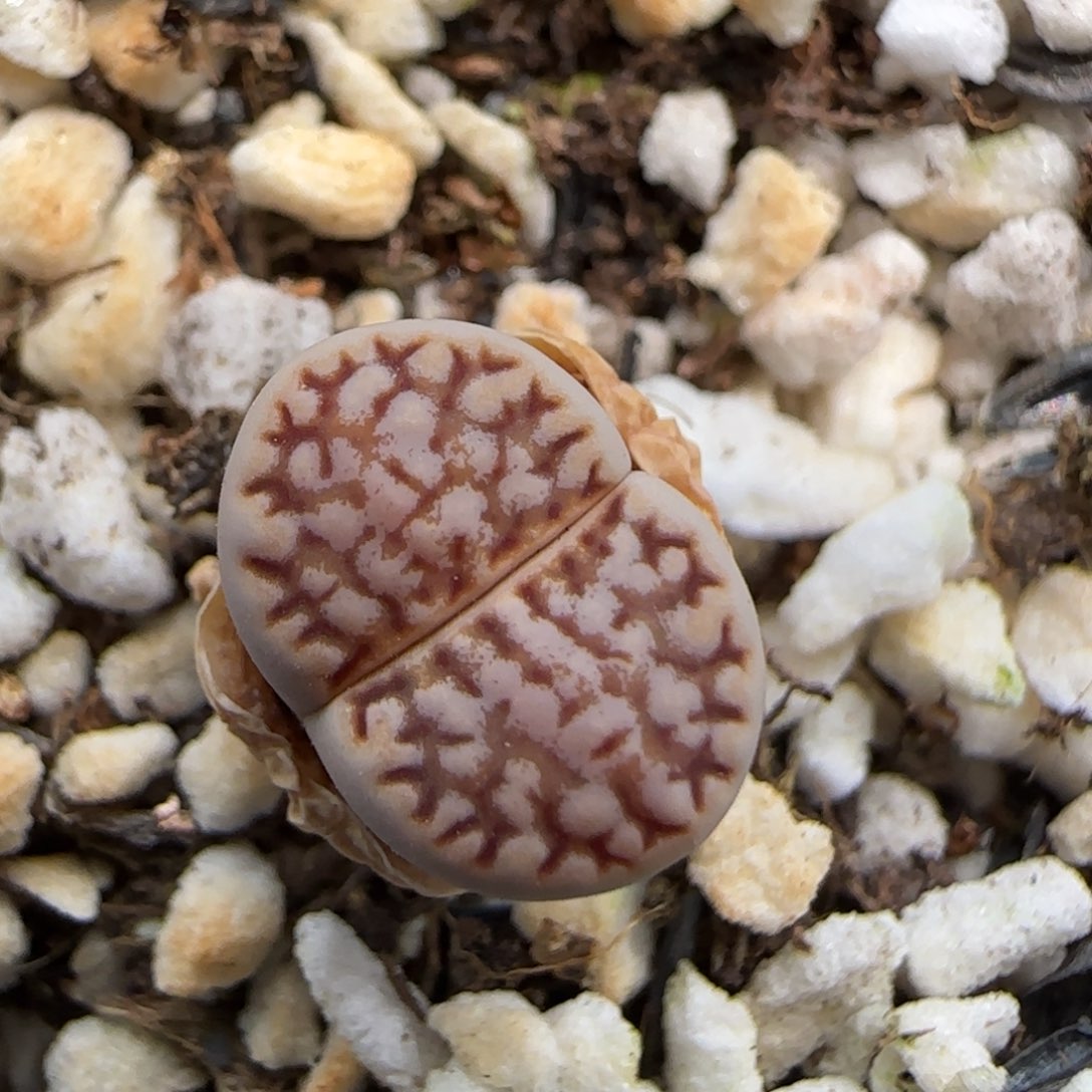 5.30。.6饼干。 9277