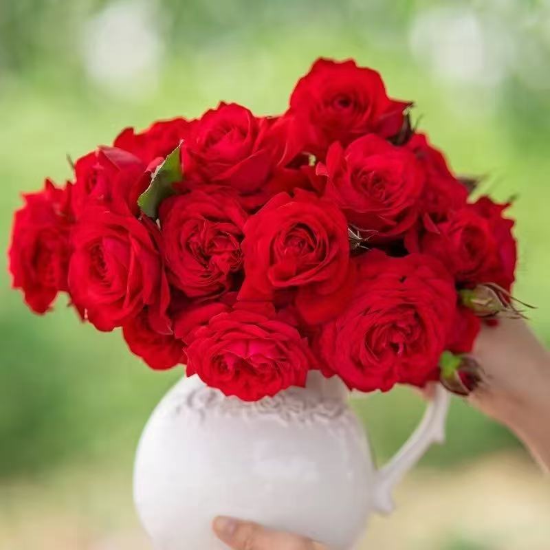 【中国红】红色多头勤花四季花卉耐寒耐热南北方阳台庭院盆栽地栽花