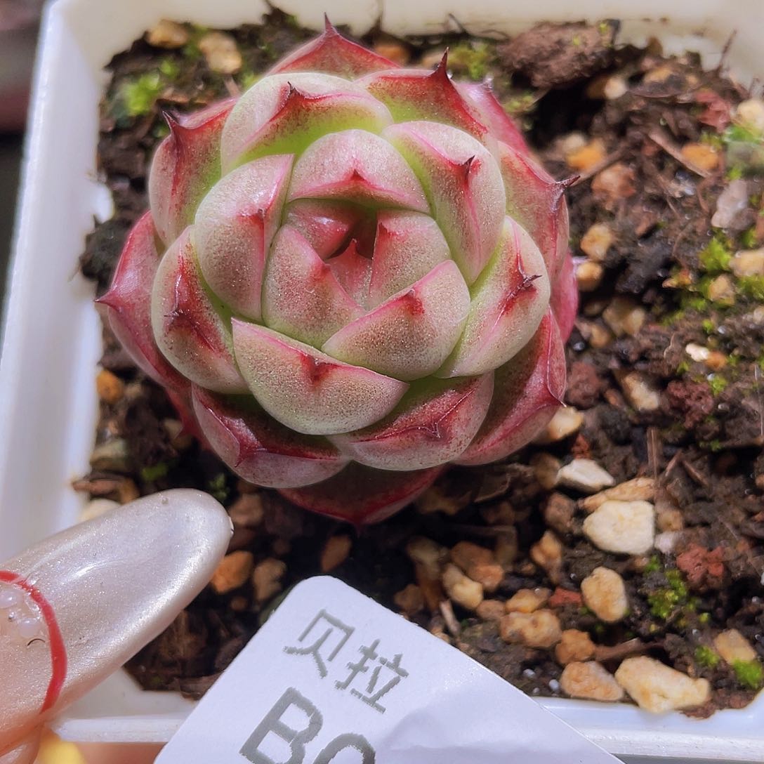 b21 精品多肉一物一拍