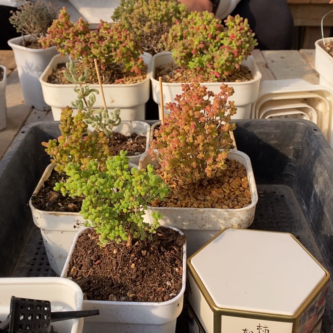 枝干番杏多肉植物881