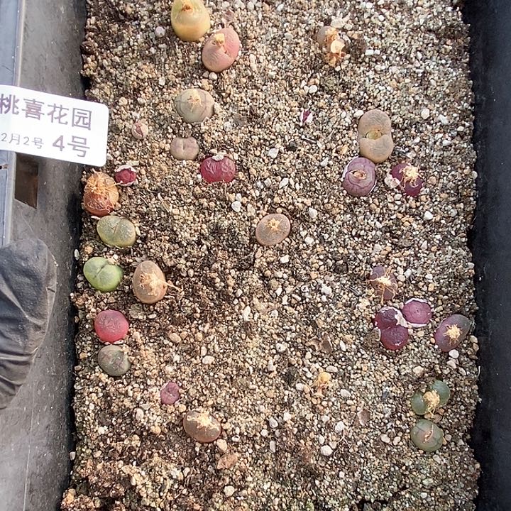 桃喜花园0203-4杂交