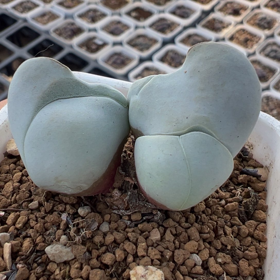 985多肉植物种类多样