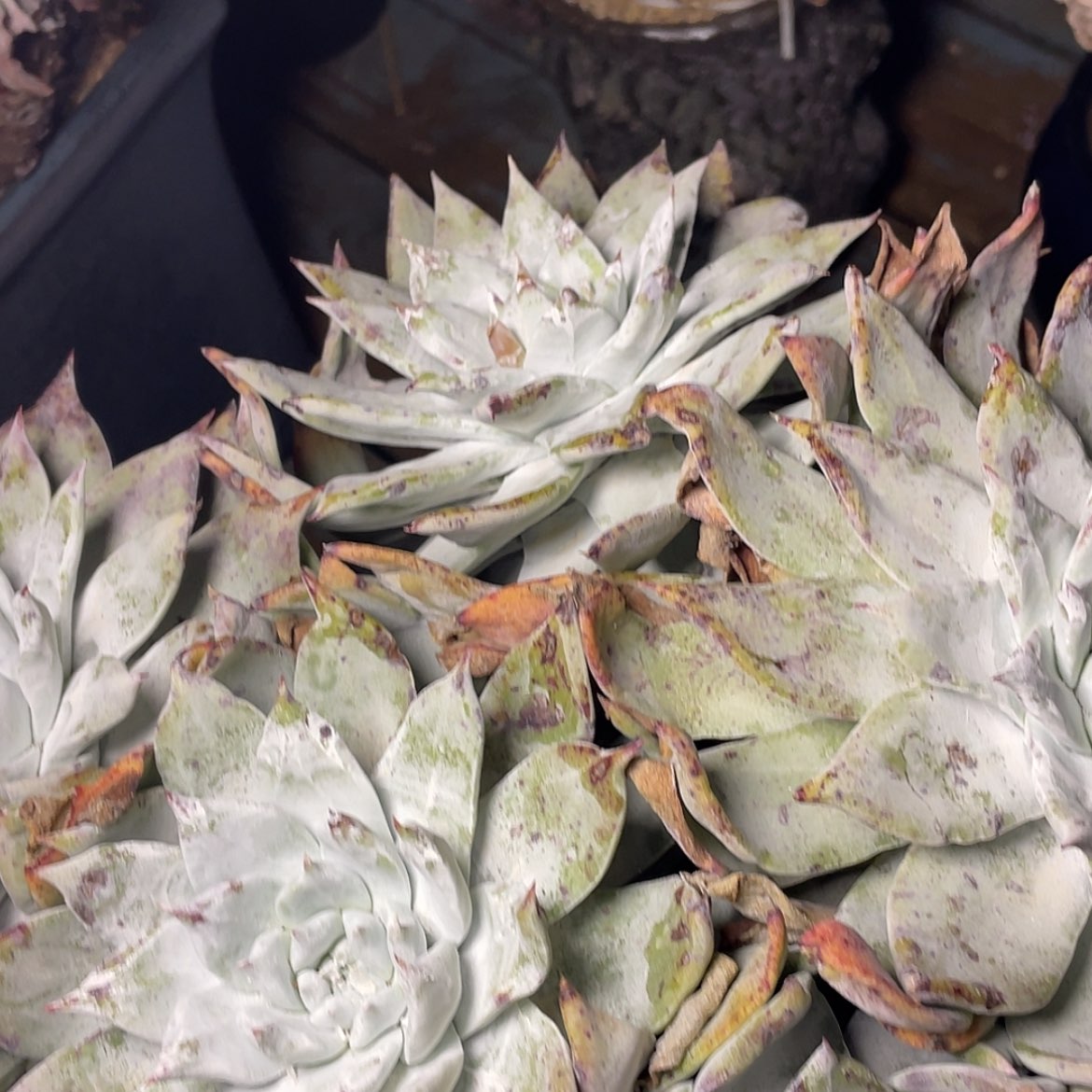 【闪购商品】汤****✨赛丽娜