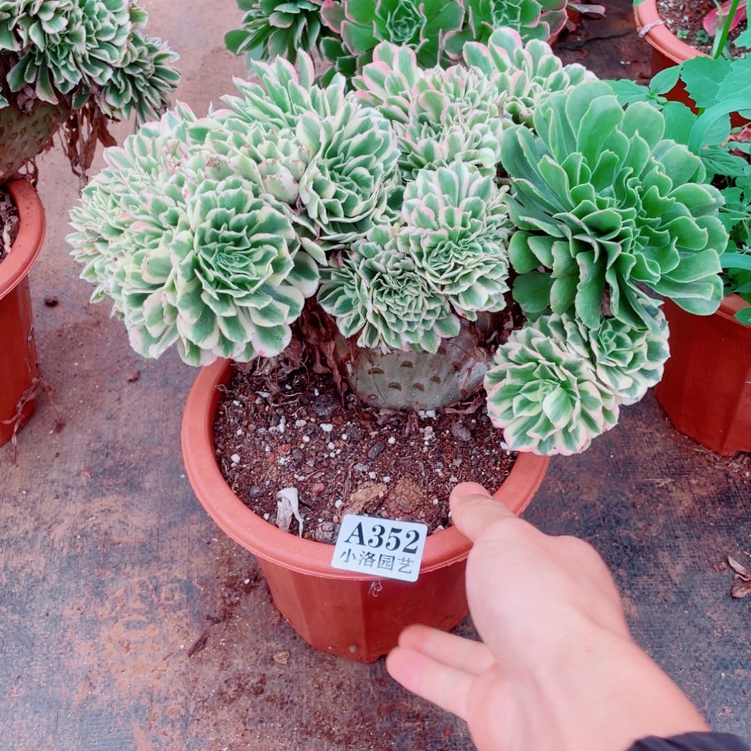 352号迈巴赫缀化多肉植物法师