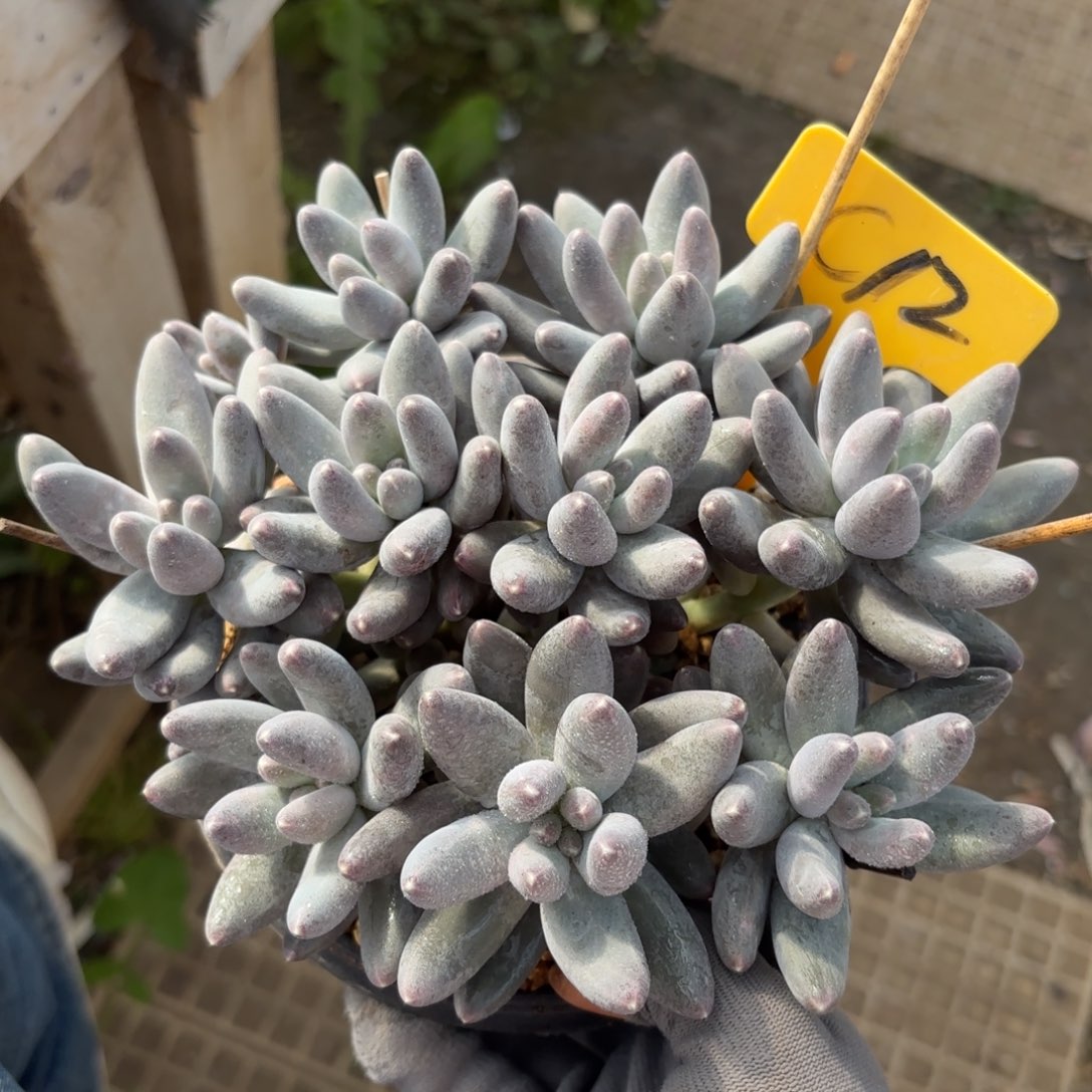 乌拉奶8888888800多肉