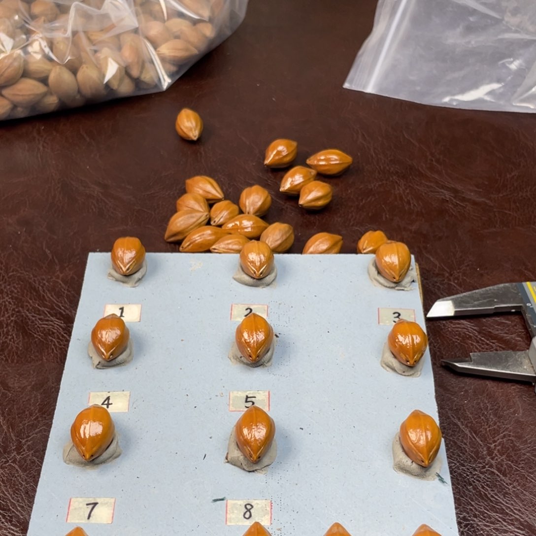 手串/手链橄榄核王*北14.23水晶核三面佛13颗