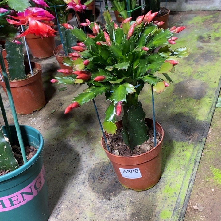 大部分花苞少量开放300加勒比